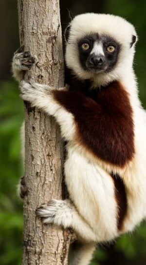 white and brown lemur thumbnail
