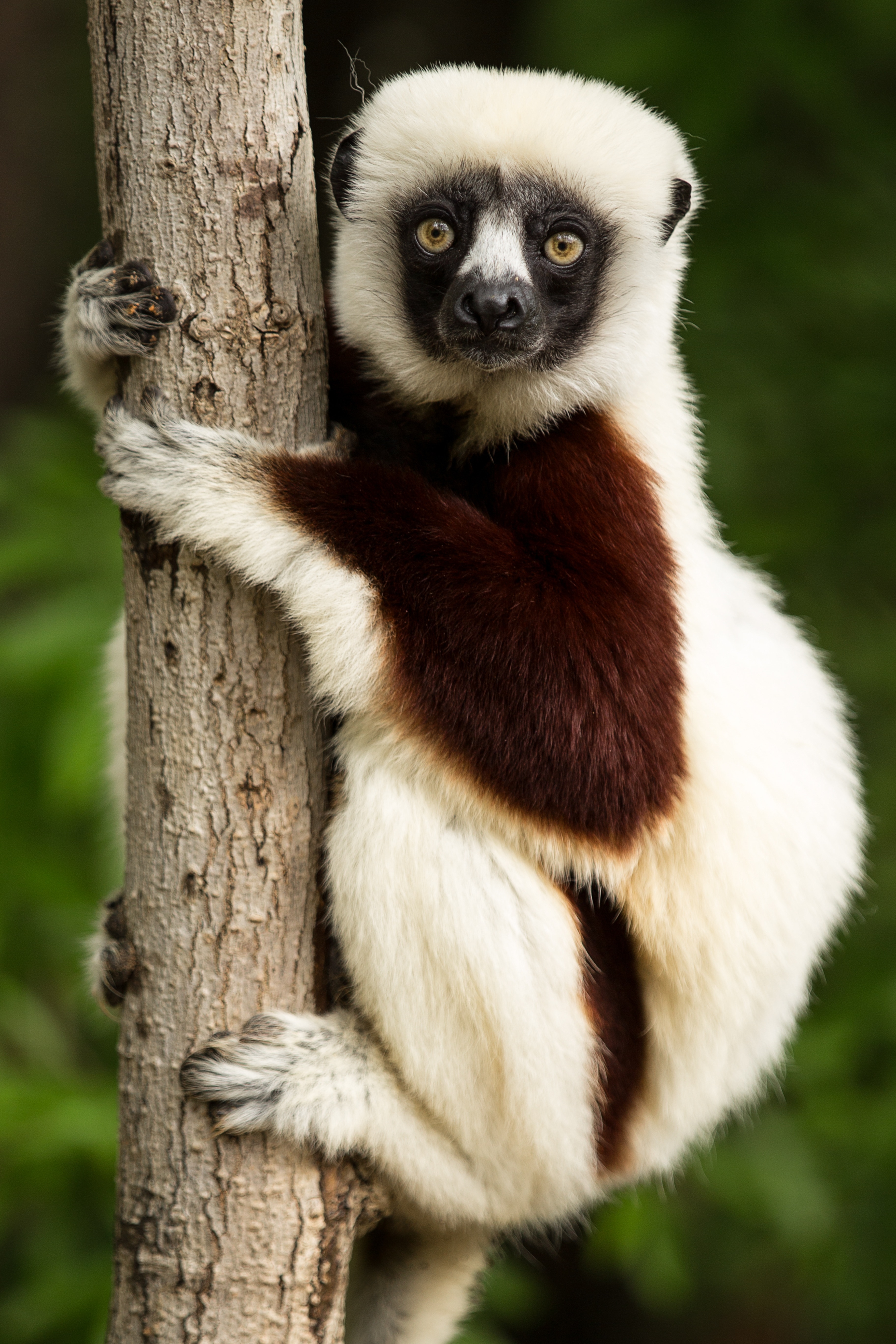 white and brown lemur