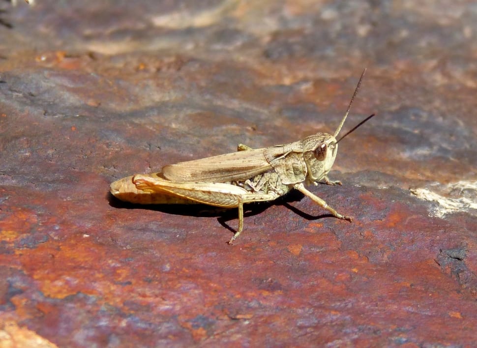brown grasshopper preview