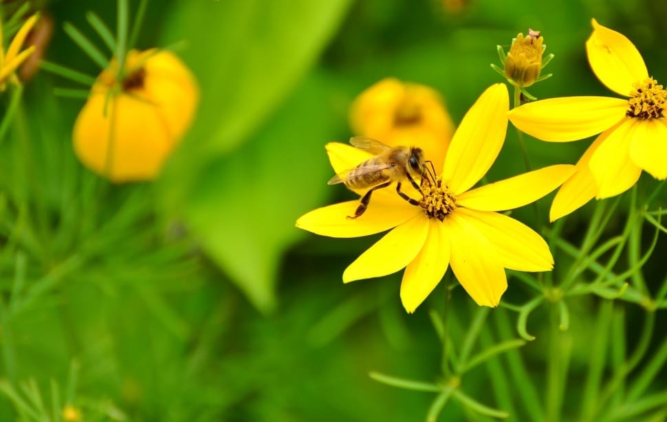 honeybee on yellow petaled flower preview