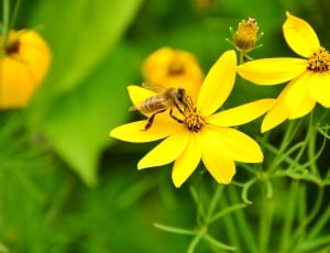 honeybee on yellow petaled flower thumbnail