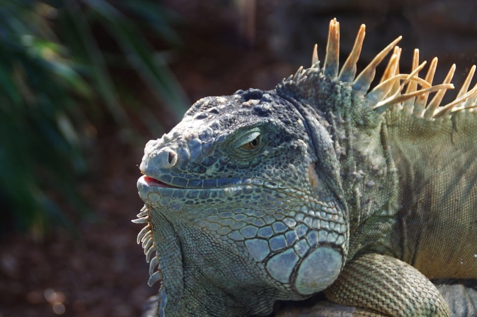close up photo of green lizard during daytime preview