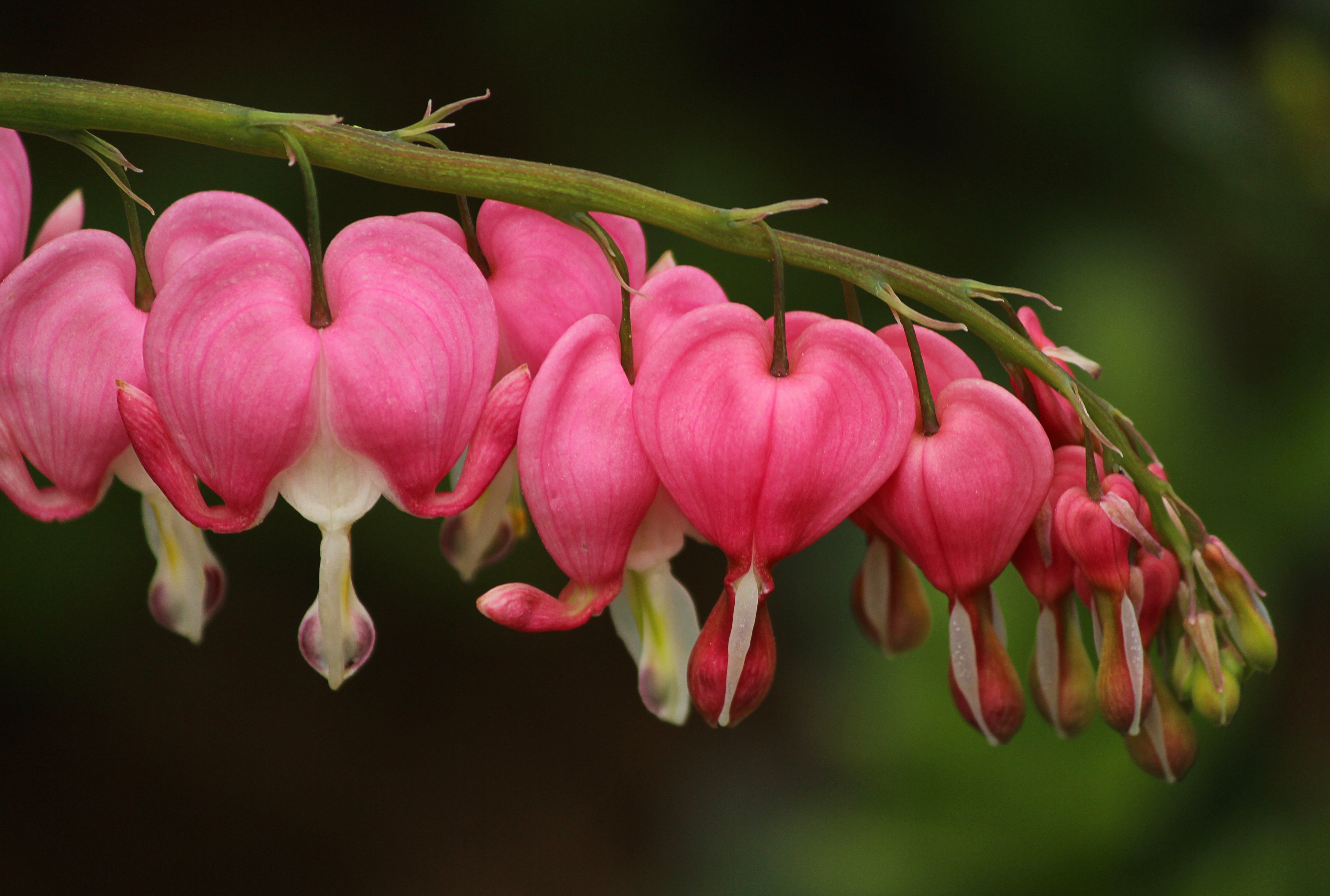 person taking a photo of pink and red flowers