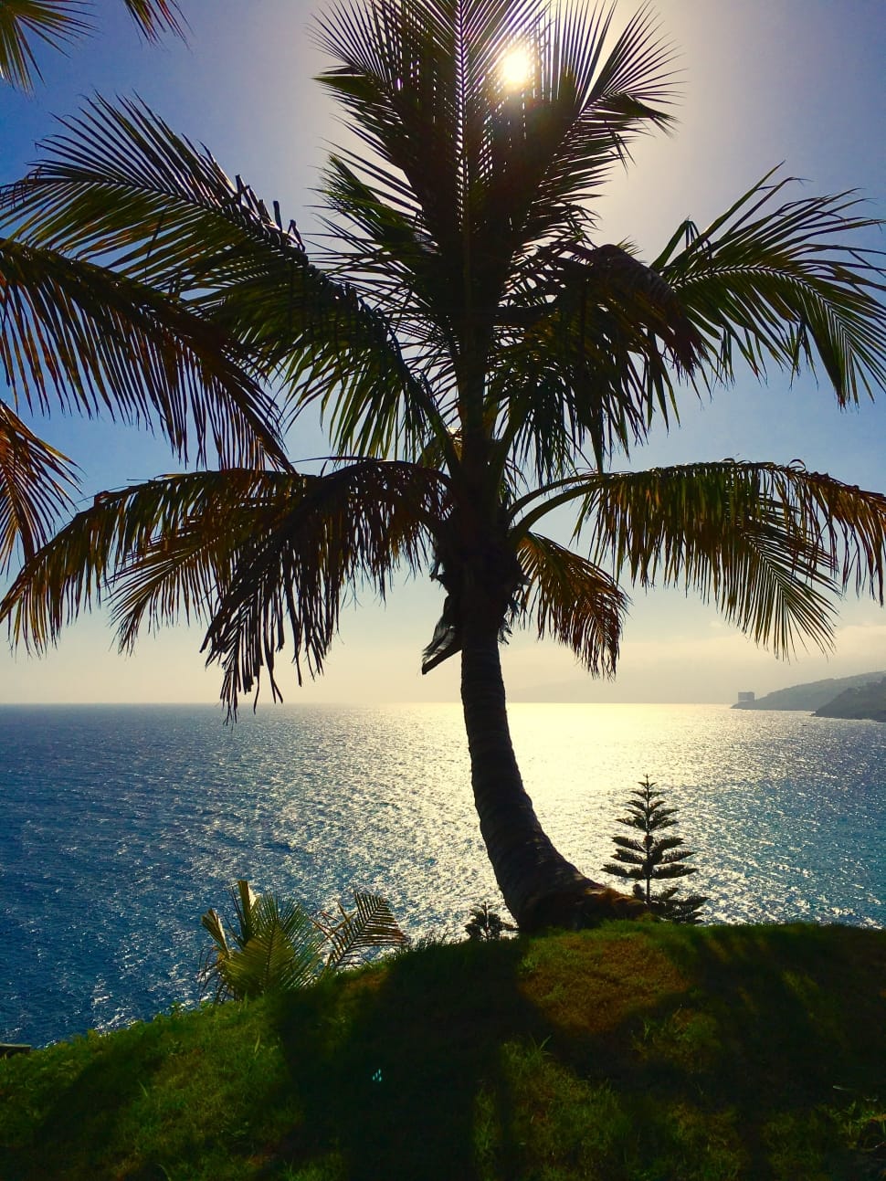 Nature, Tenerife, Palm, Canary Islands, palm tree, sea preview