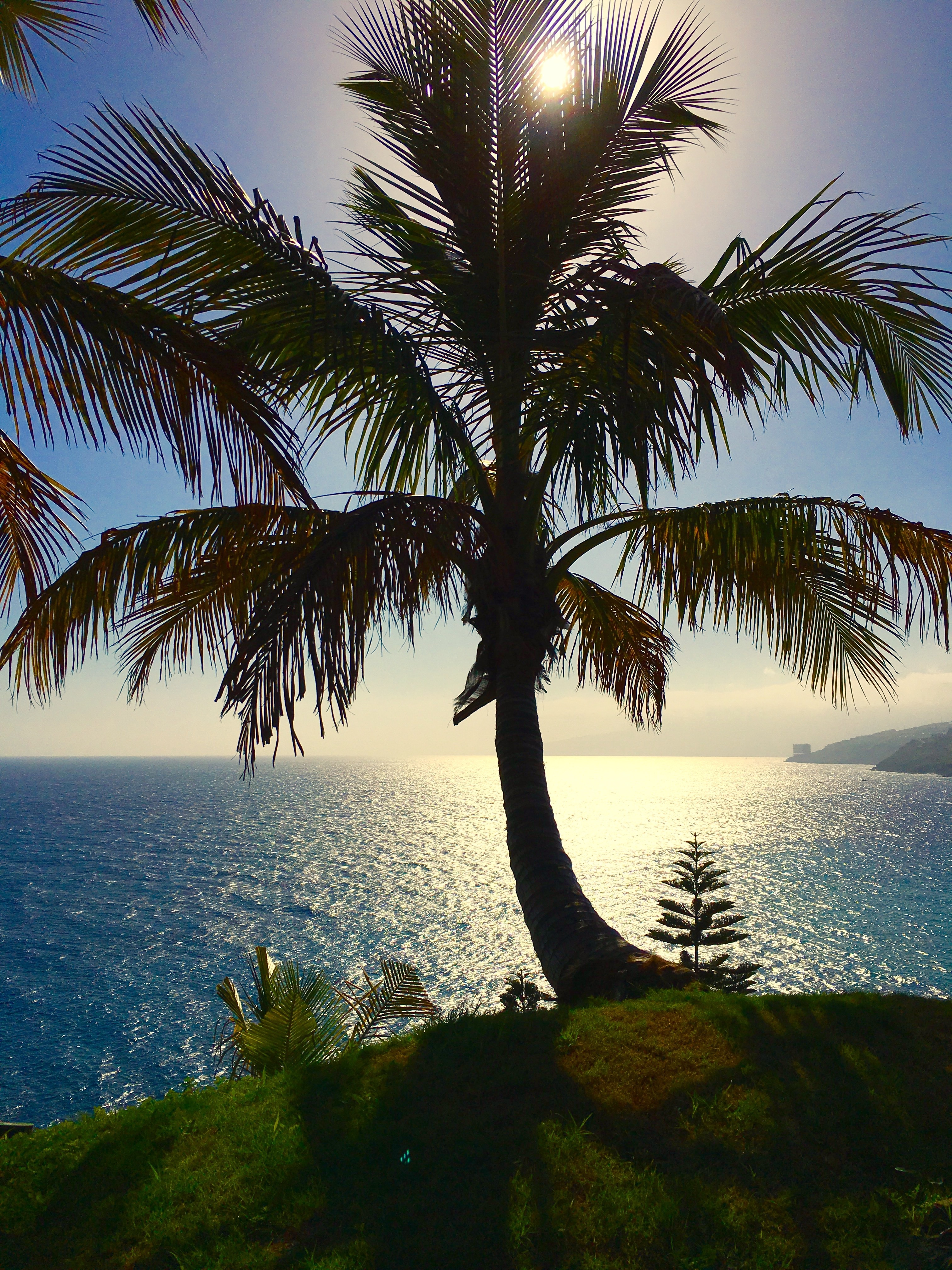Nature, Tenerife, Palm, Canary Islands, palm tree, sea