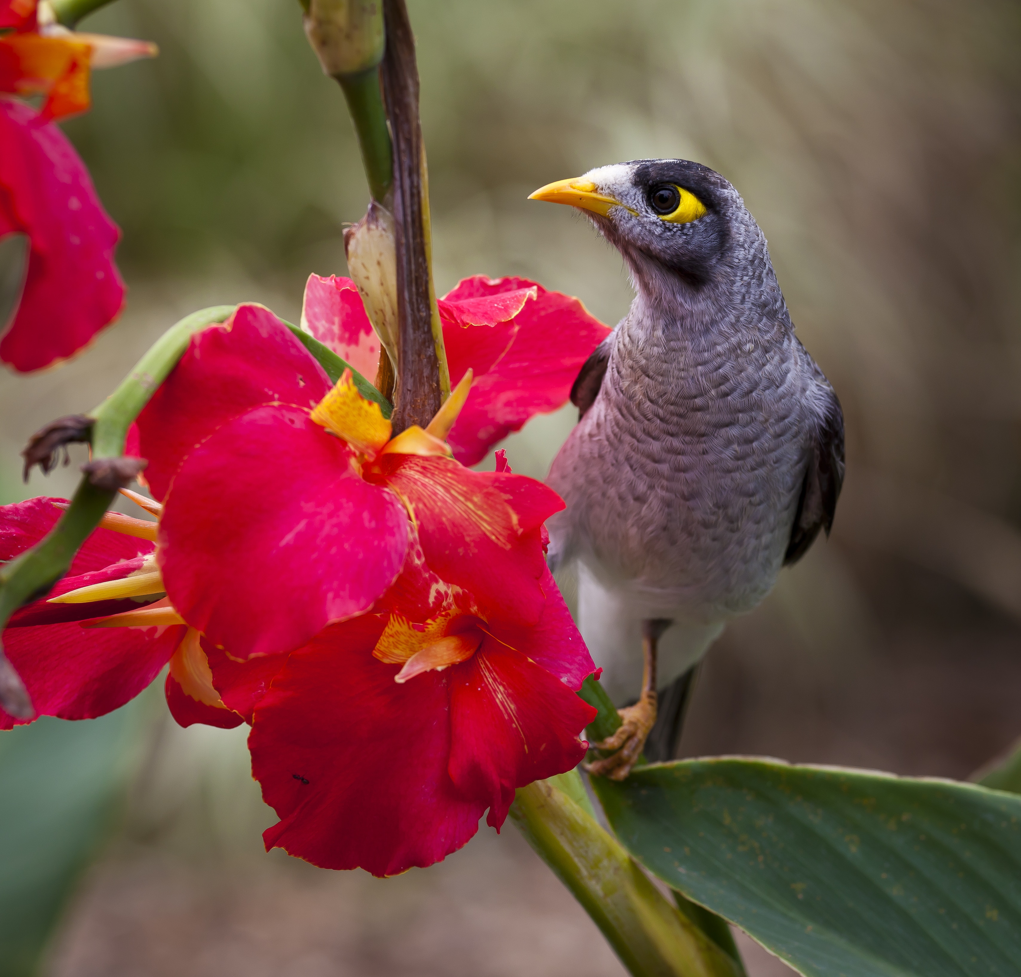 white black and gray bird on red flower
