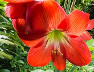 red amaryllis flower thumbnail