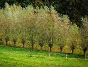 green grass field and trees thumbnail