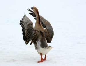 brown and white goose thumbnail