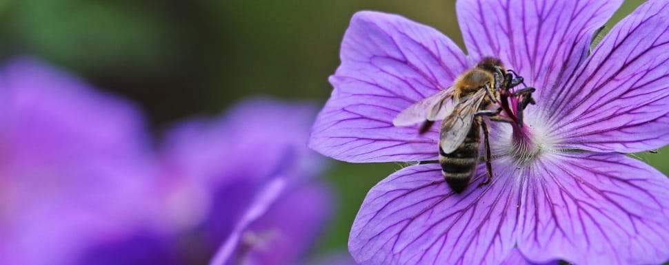 purple petaled flower and black bee preview