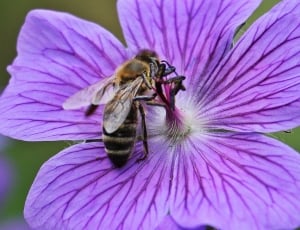 purple petaled flower and black bee thumbnail