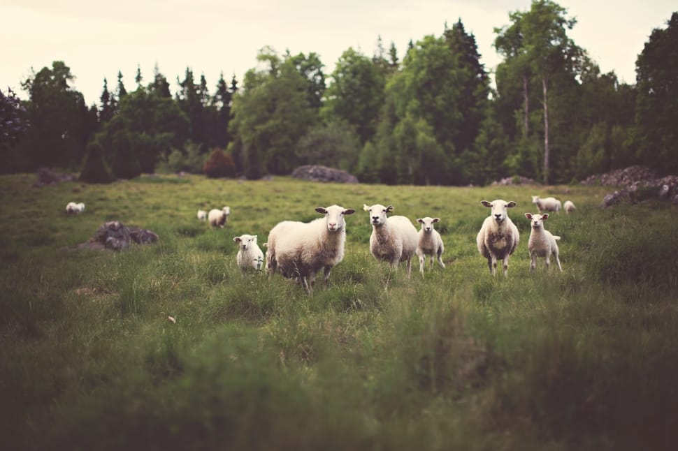 herd of white sheep preview