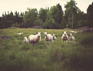 herd of white sheep thumbnail