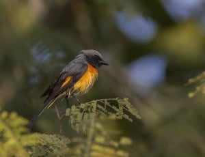 yellow and black bird perched on stem in selective focus photography thumbnail