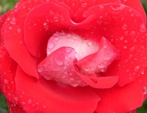 Water, Rosa, Garden, Petals, Drop, red, drop thumbnail