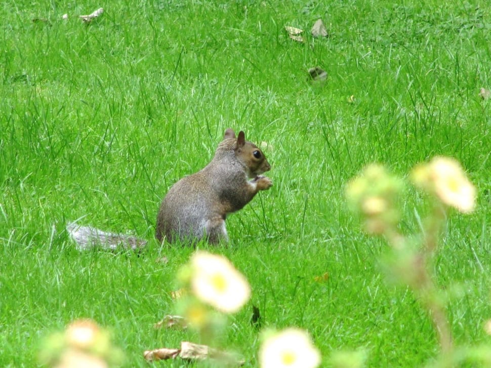 Squirrel, Wildlife, Rodent, Animal, grass, one animal preview