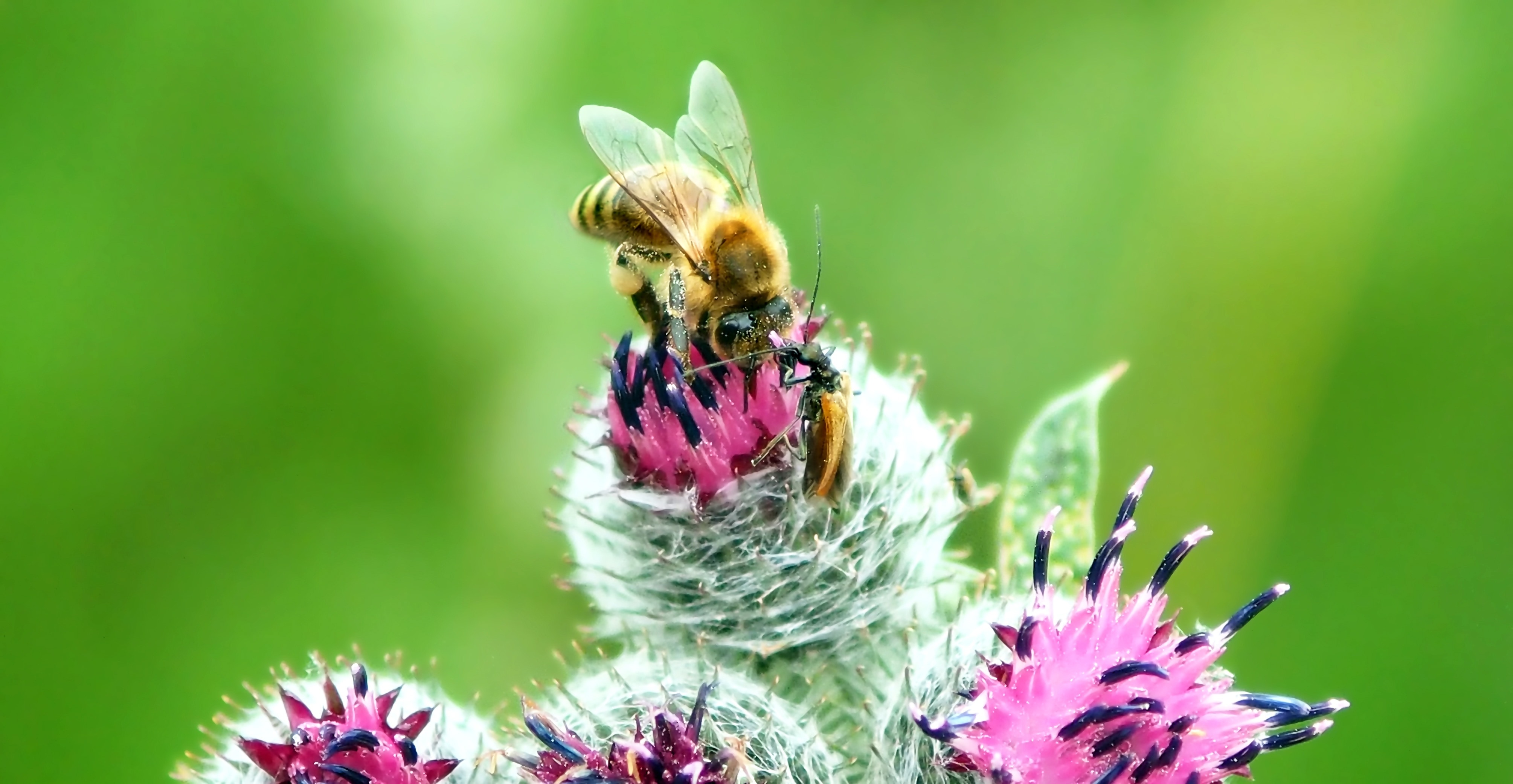 yellow honeybee