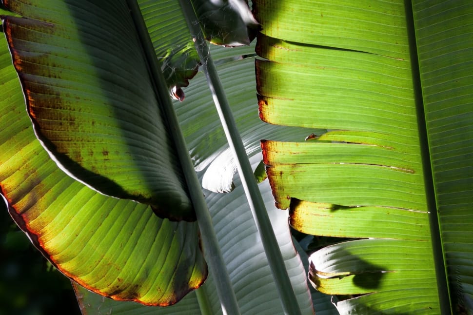 Banana Leaves, Green, Plant, Leaf, green color, leaf preview