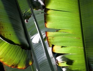 Banana Leaves, Green, Plant, Leaf, green color, leaf thumbnail