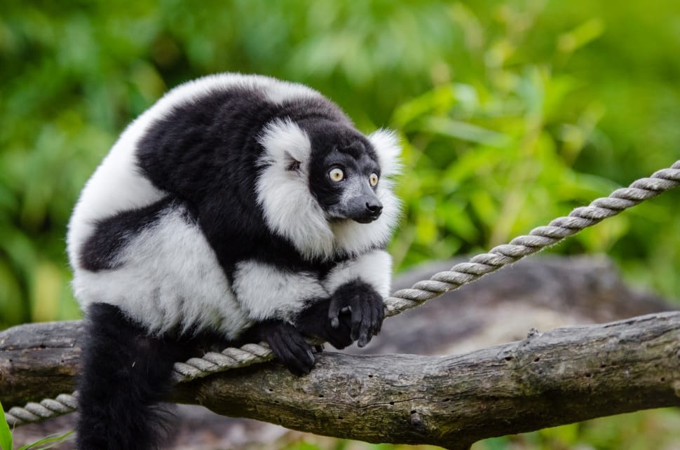 Black and White Ruffed Lemur preview