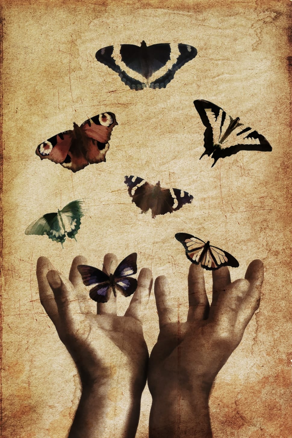 seven colored butterflies with two hand illustration preview