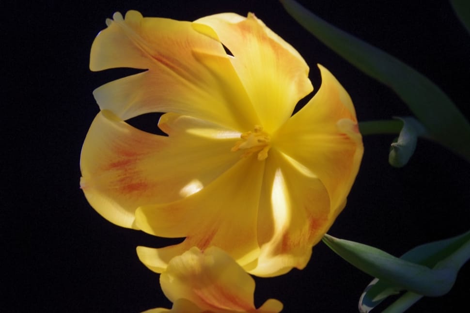 Tulip, Blossom, Bloom, Plant, Flower, yellow, flower preview
