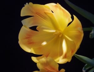 Tulip, Blossom, Bloom, Plant, Flower, yellow, flower thumbnail