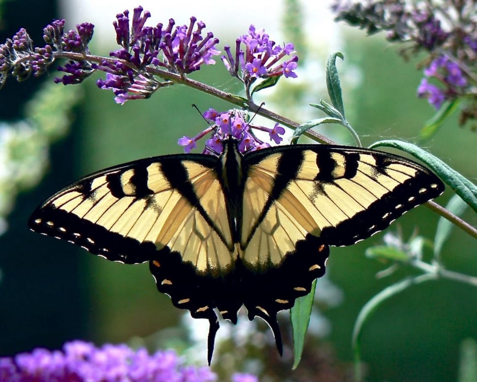 brown tiger swallowtail butterfly preview
