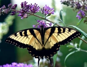 brown tiger swallowtail butterfly thumbnail