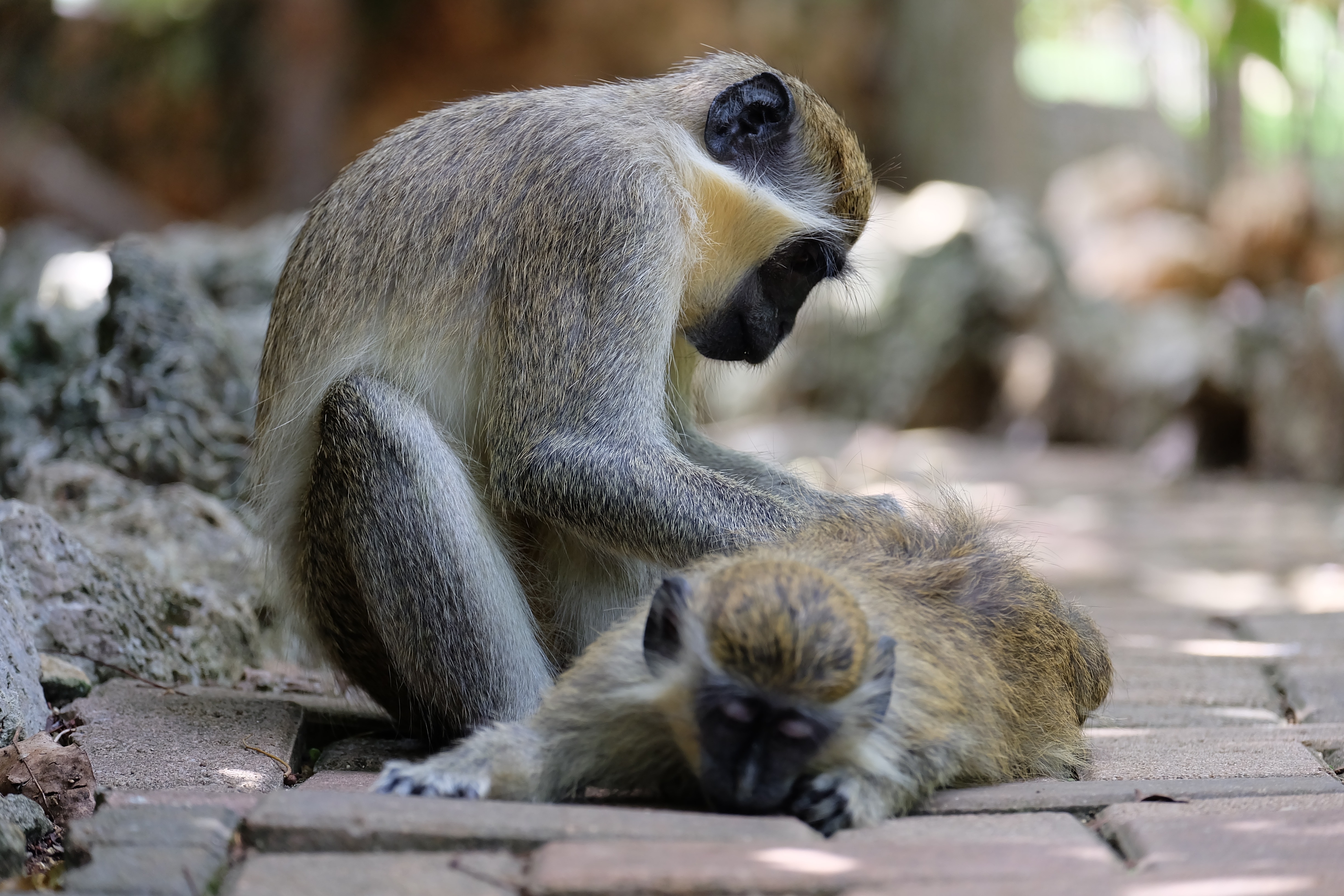 2 gray and brown monkey