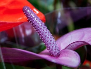 Purple, Anthurium, Flamingo Flower, flower, purple thumbnail