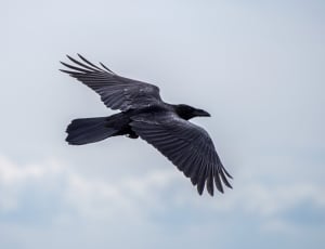 black feathered bird thumbnail