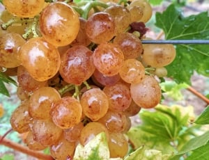 brown grapes thumbnail