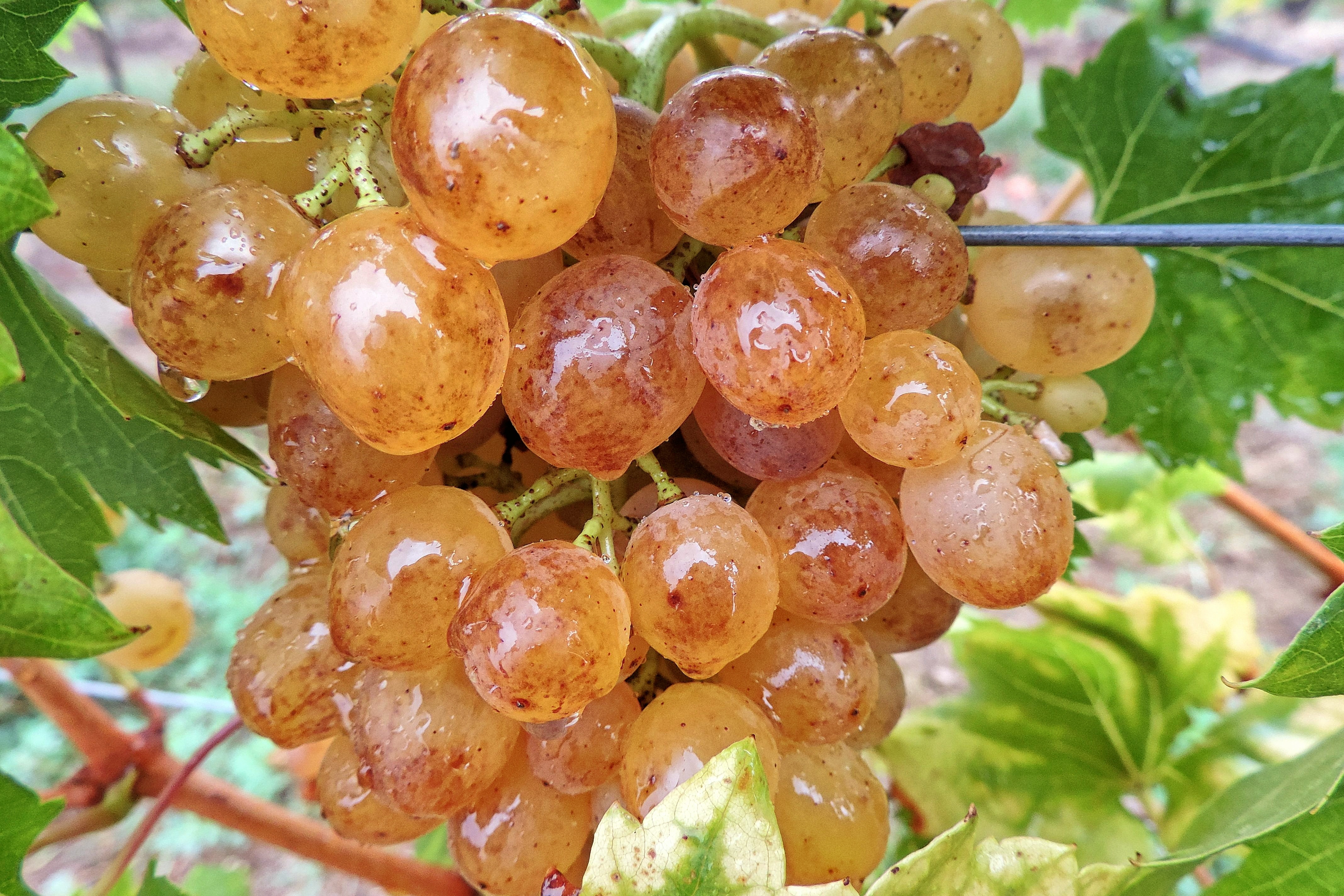 brown grapes