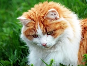 orange and white long fur cat thumbnail