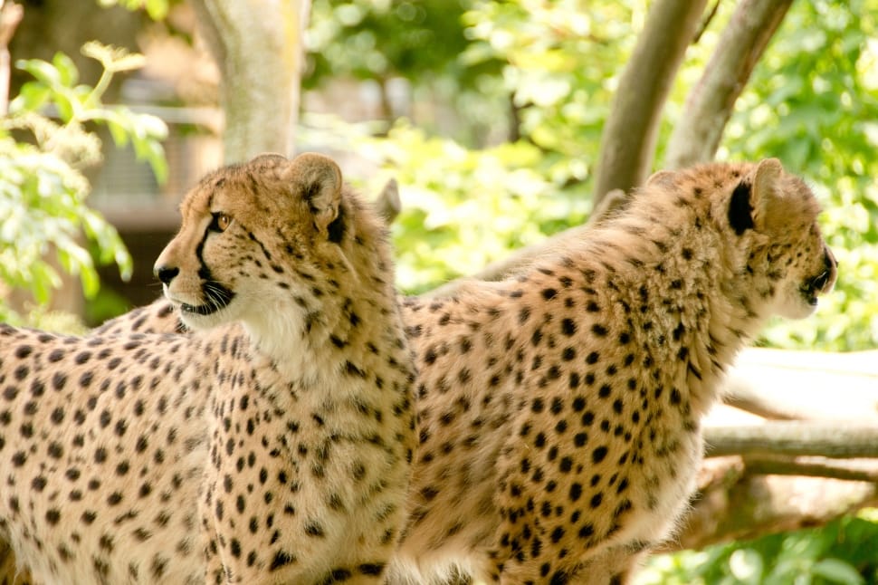 two cheetahs near trees during day time preview