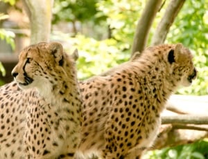 two cheetahs near trees during day time thumbnail