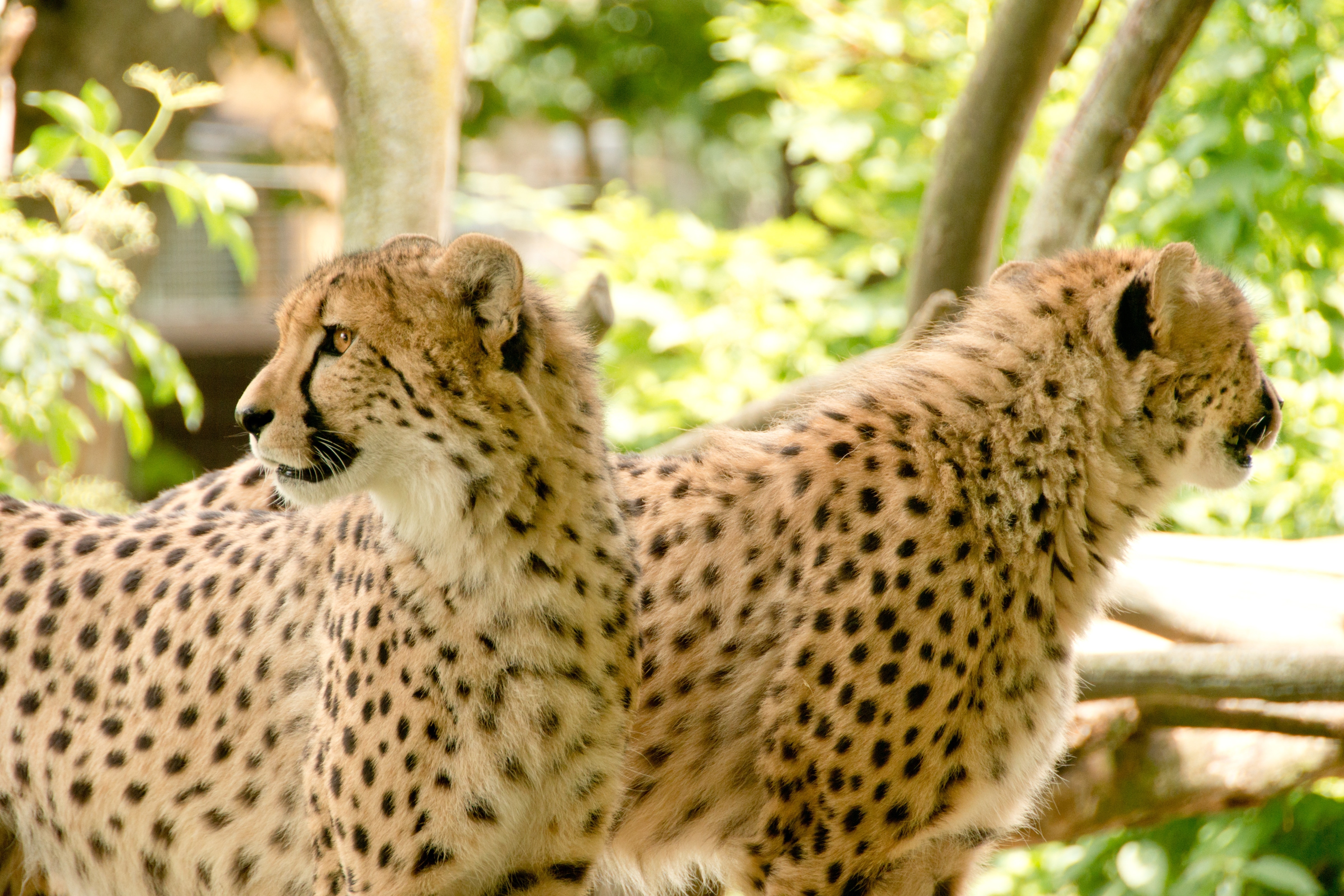 two cheetahs near trees during day time