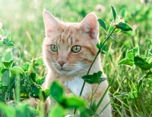 white and orange cat in green grass during daytime thumbnail
