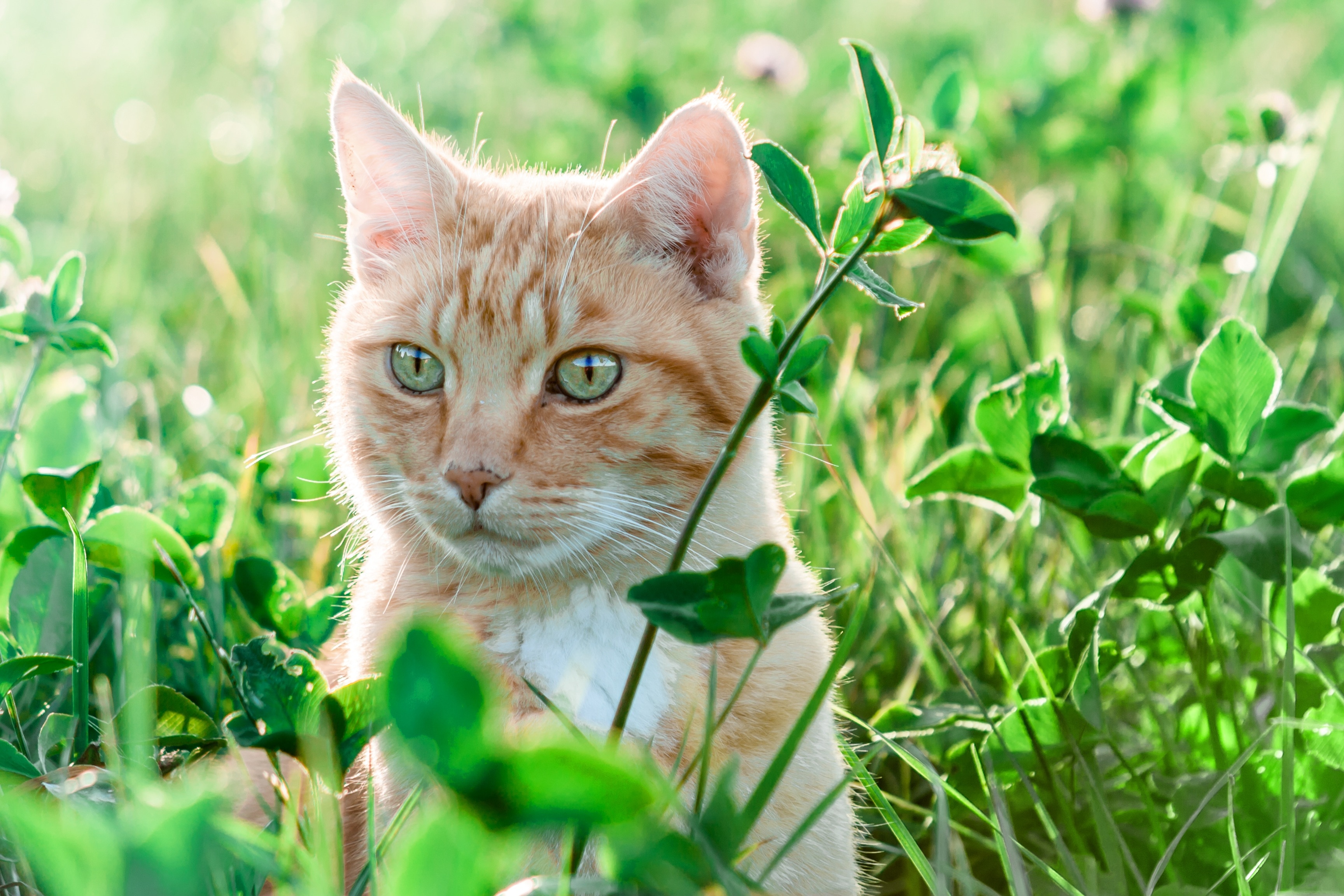 white and orange cat in green grass during daytime