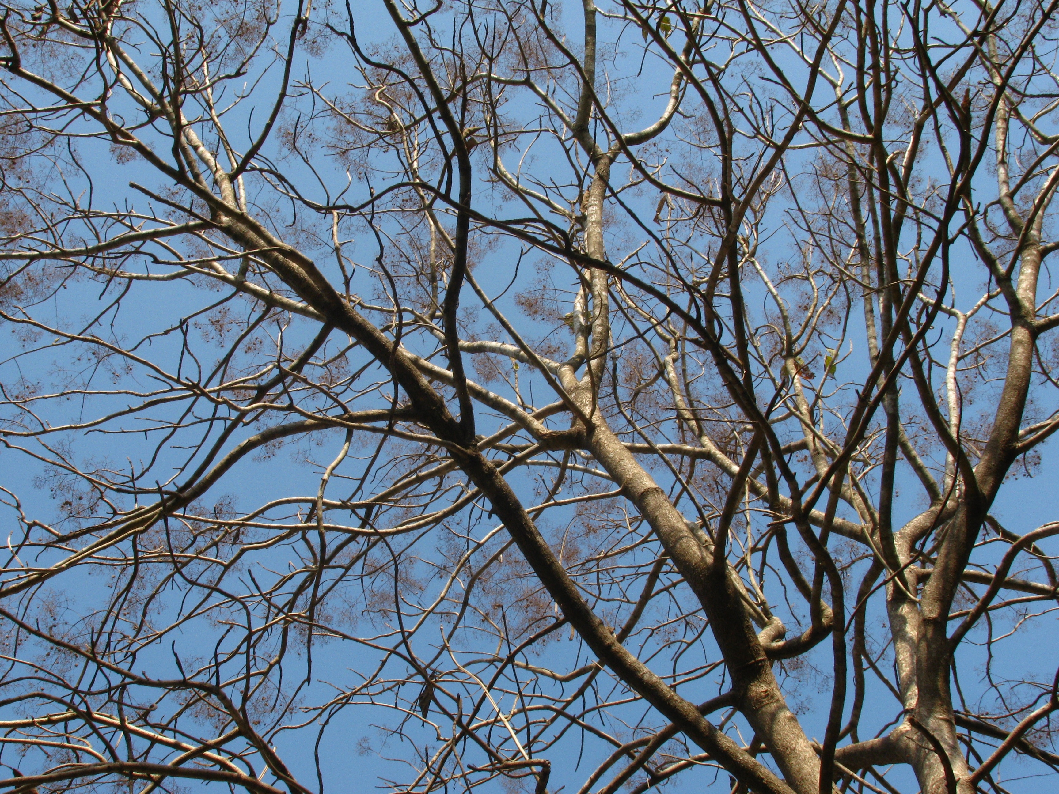 brown tree branches