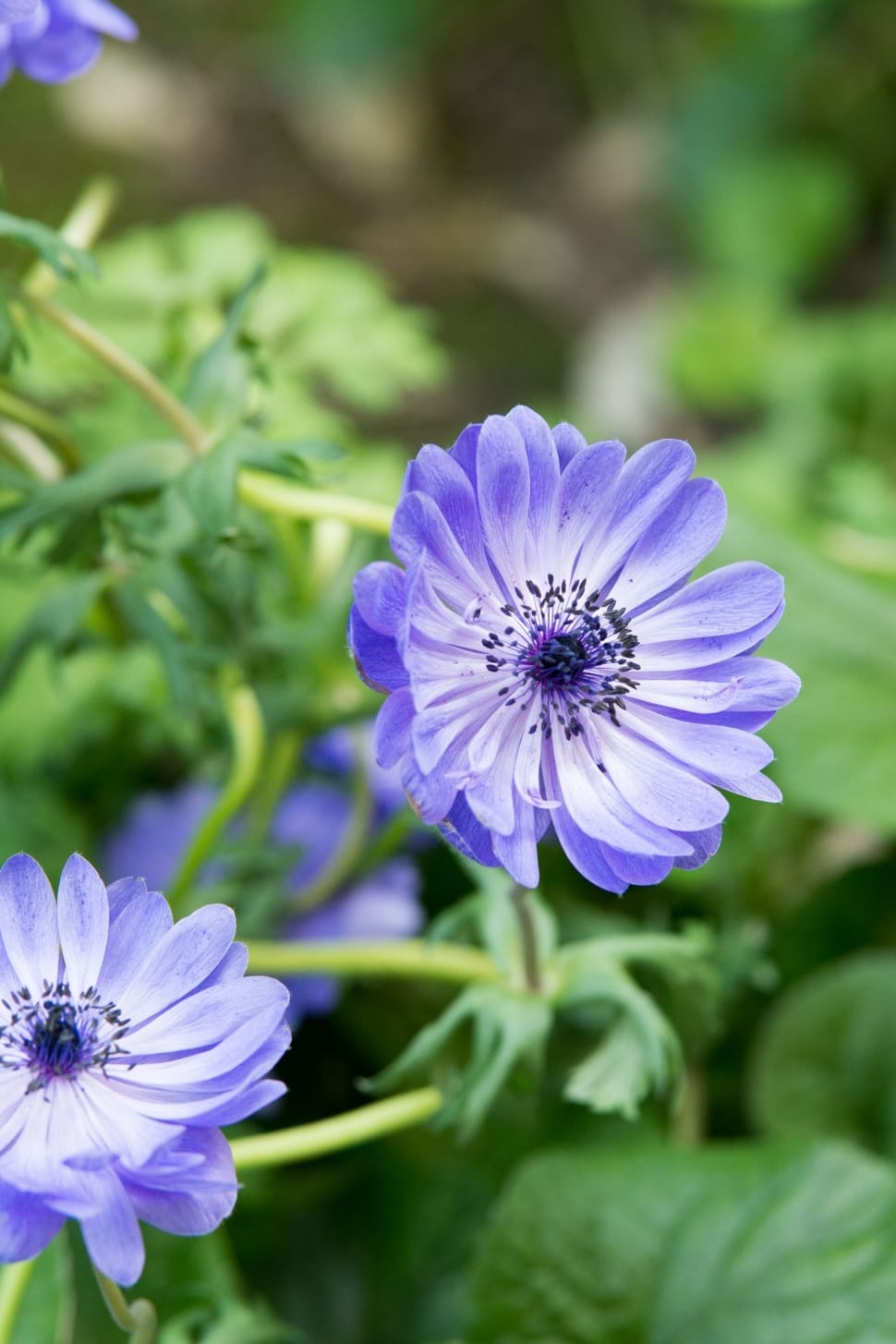 Flower, Summer, Blue, Bloom, Prato, flower, purple preview