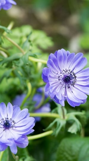 Flower, Summer, Blue, Bloom, Prato, flower, purple thumbnail