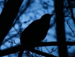 silhouette of bird on tree thumbnail