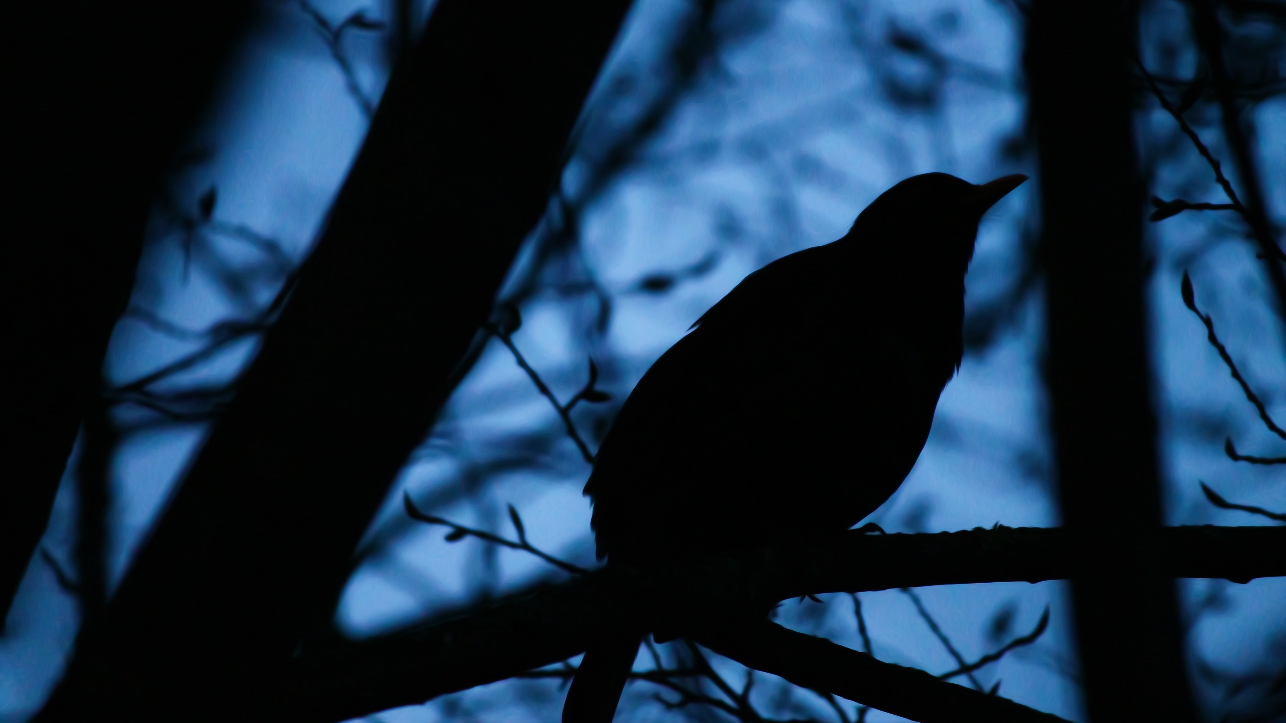 silhouette of bird on tree
