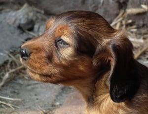 black long coat dachshund puppy thumbnail