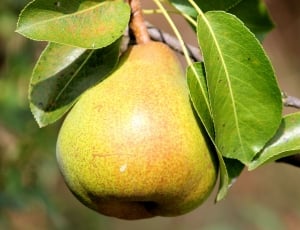 green pear thumbnail