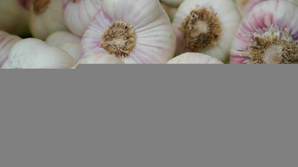 garlic lot preview