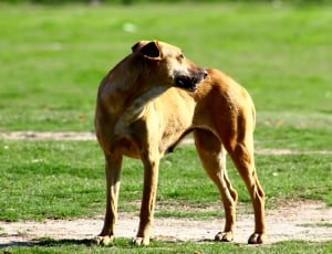 tan short coated dog at green grass field during daytime thumbnail