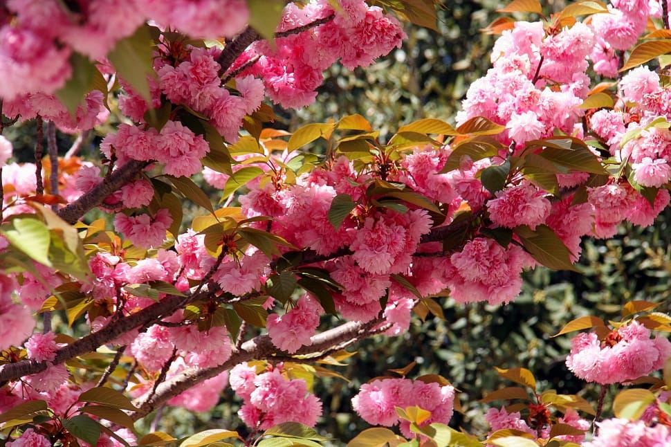 Flowers, Bloom, Japanese Cherry, Spring, flower, pink color preview